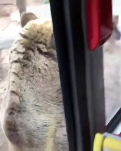 Out for a beary nice stroll