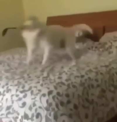 Zoomies
