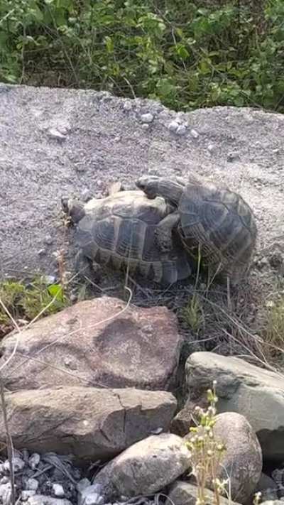 AMK 40 yılın başı bi kaplumbağa gördüm oda sikişiyordu