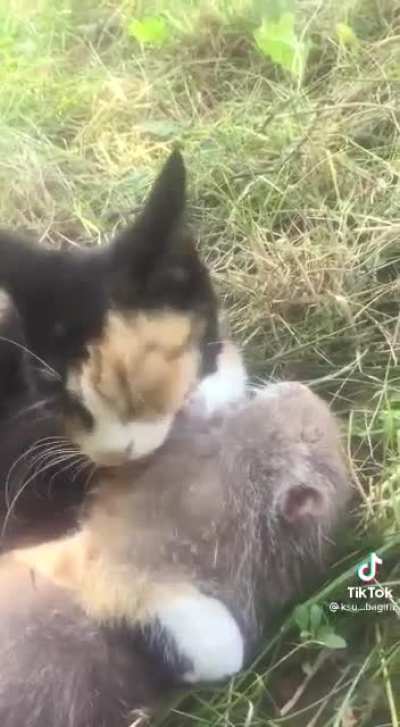 Tom & Jerry whenever there is a 3rd party involved