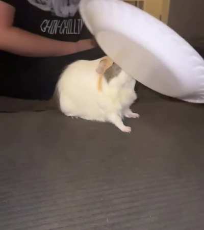 Toast vs a styrofoam plate