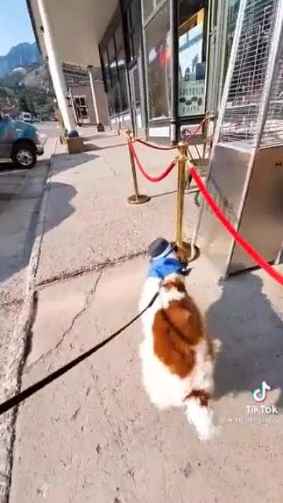 Dexter the Dog loses a limb and learns how to walk UPRIGHT like a person