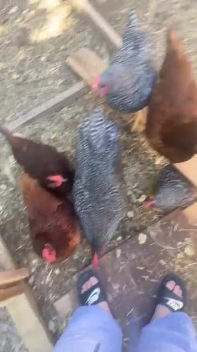 My chickens love to peck my toes…