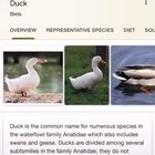 Bigger than life-sized duck