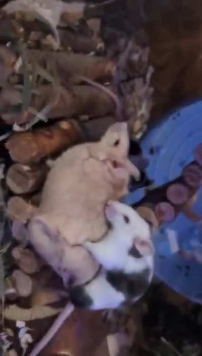 Lesbian mice