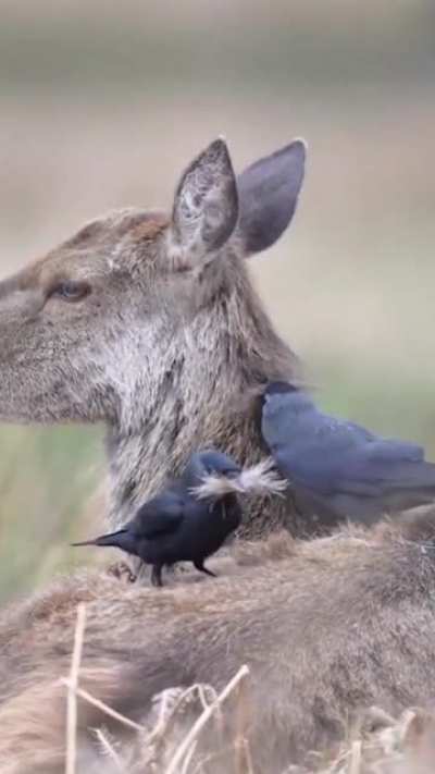 🔥 Jackdaws are taking the deer's fur to use as nest material.