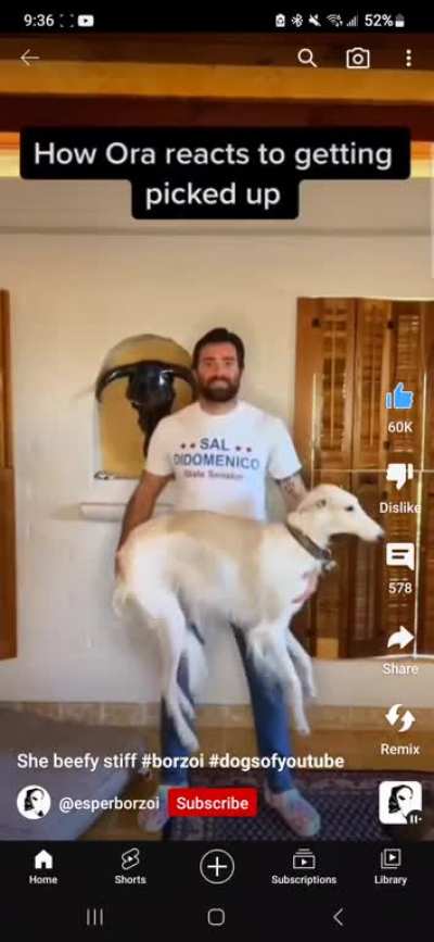 Holding dogs