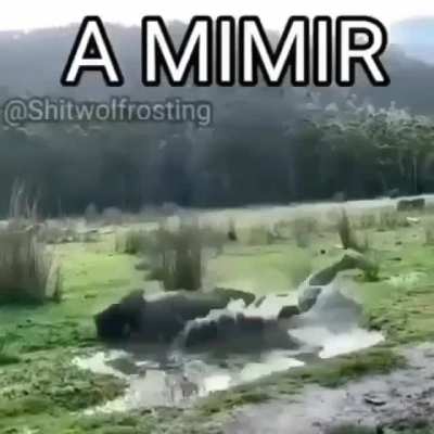 A momir gente