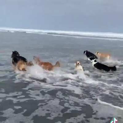 Dawgs' Beach Day !