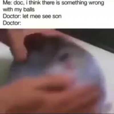 fish