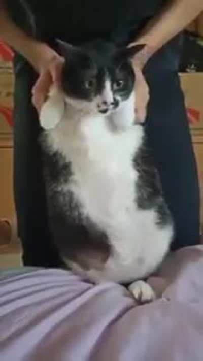 Soft belly