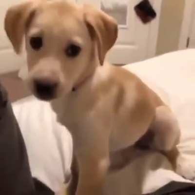 what a cute little pup, i wonder what might go wrong