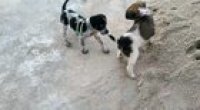 Puppies playing around