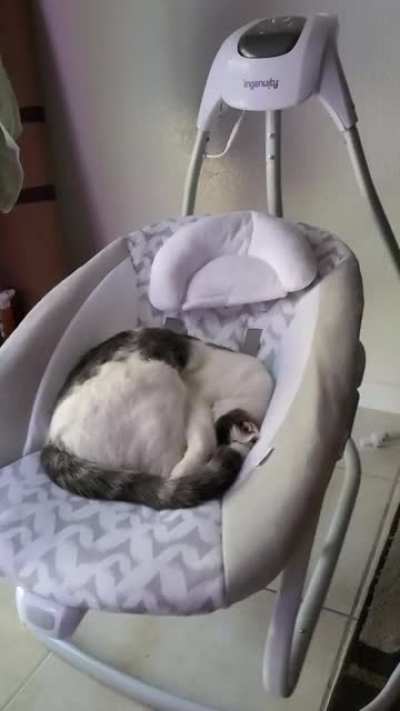 I am expecting my second (human) child at the moment, so we are getting the baby stuff set up. Well pound cake took the liberty to show me this new motorized swing was safe and comfortable!