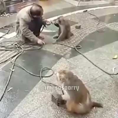 Don’t bring a knife to a monkey fight