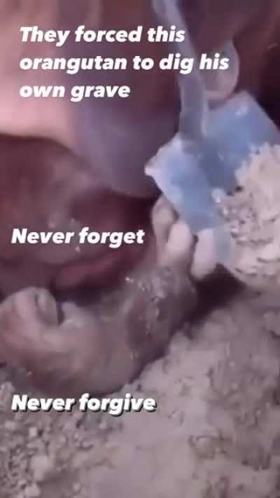 neva forget