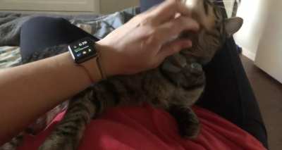 My cat is still learning that petting can be nice.