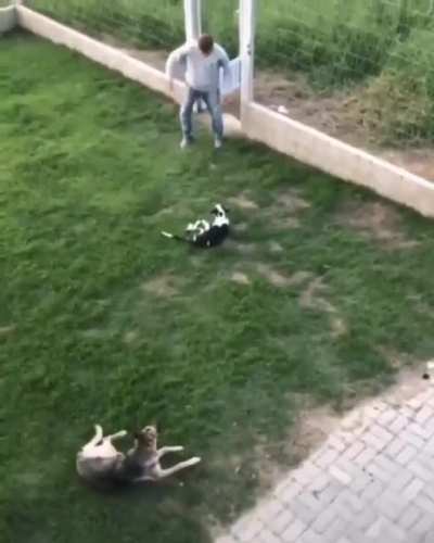 She might be a cow.
