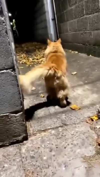 Girl made 'pspspsps' in the wrong neighborhood