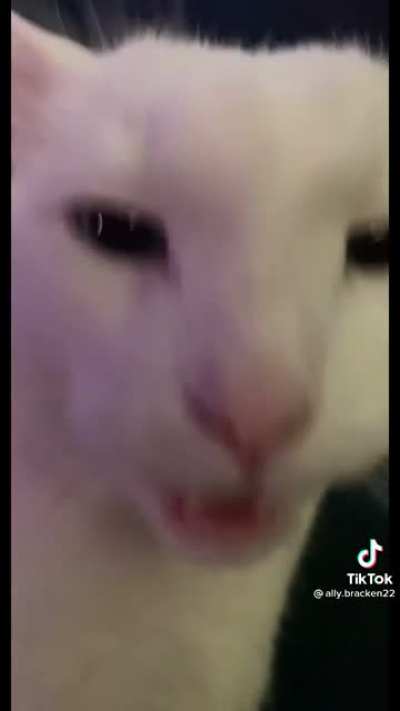 Waking up a deaf cat