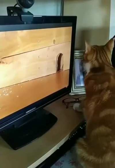Tom and Jerry
