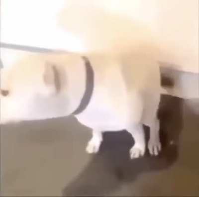 moldy dawg
