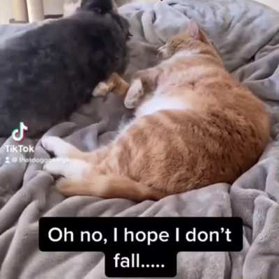 Все любят Котиков
