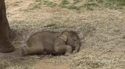 What do elephants dream of when they take a little elephant snooze...