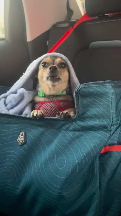 He demands to be tucked into his car seat