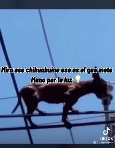 Chiguaweño Xd 🤔