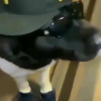 Dogguchi