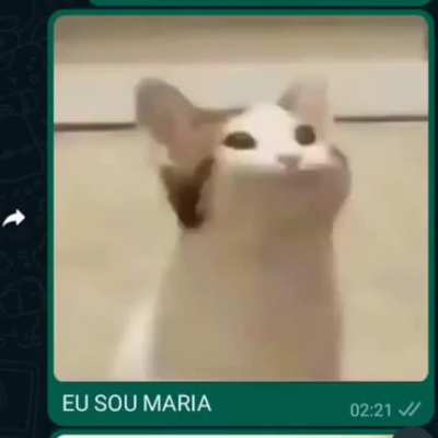 Gato
