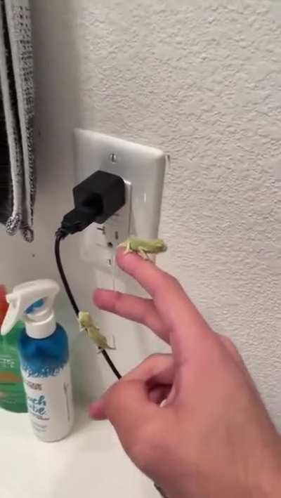 Chameleons earning their keep by eating fruit flies