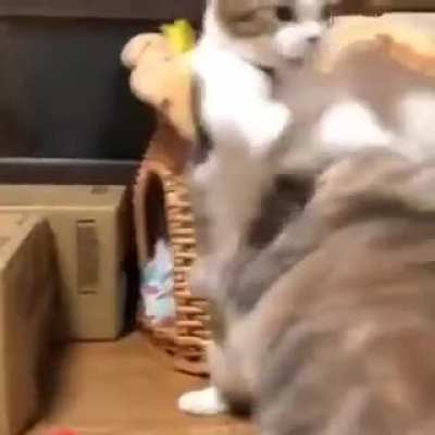 When spellcasters fight in melee range but can't hit anything because of disadvantage