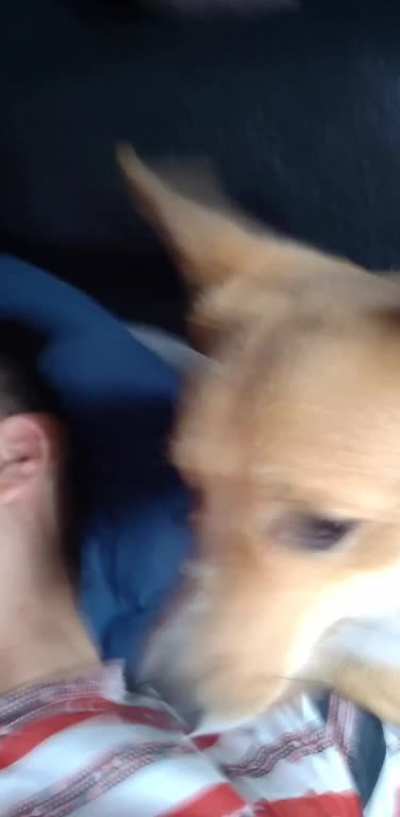 Corgi cuddles