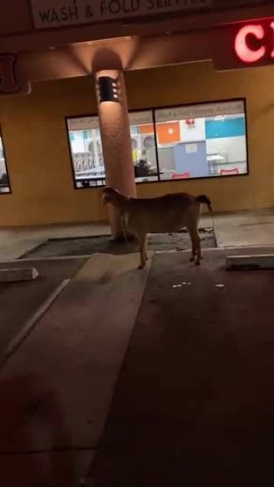 Only on Midway