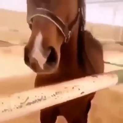 Horse scream