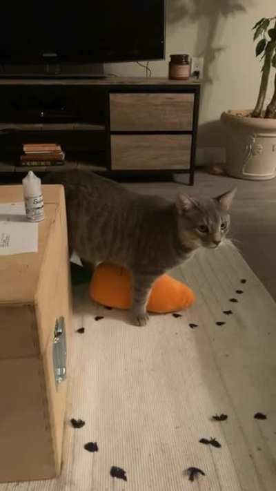 Carrot time!!!