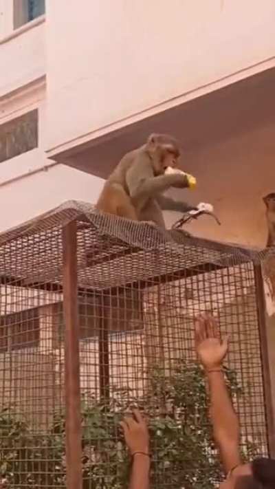 Monkey takes a juice box as bribe to give back glasses to human.