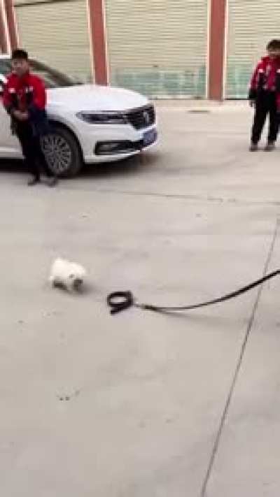 Wait! Dogs must be leashed!