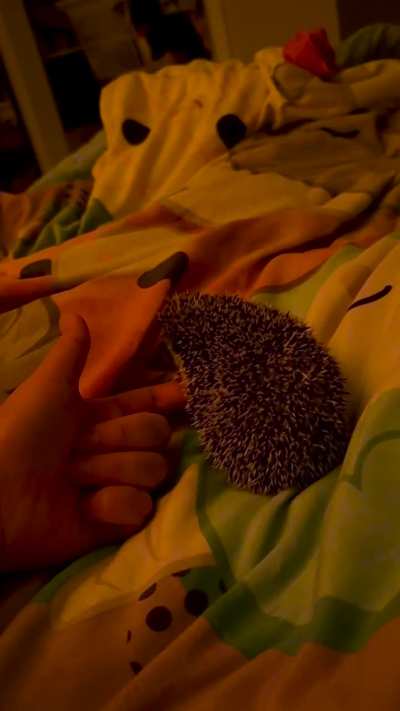 Hedgehog