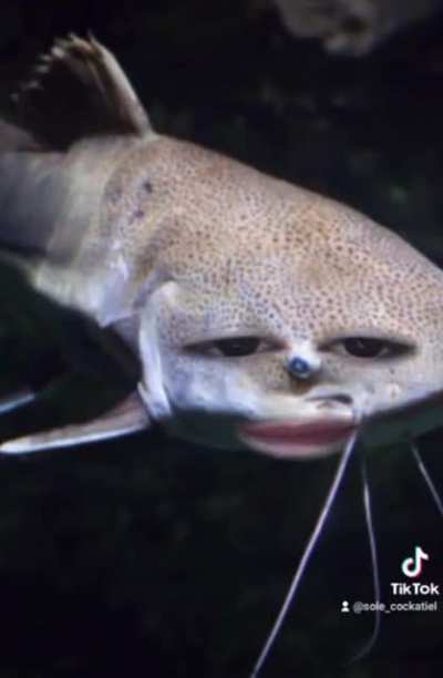 Poor fish