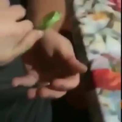 Penus