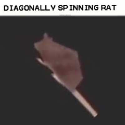 rat