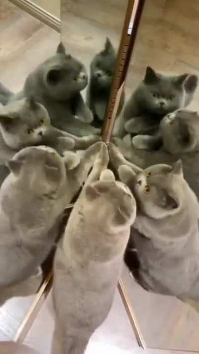 The multi-dimensional kitty realm where all probabilties overlap.