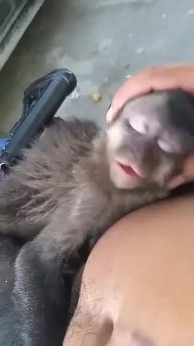 A drug dealer with a lazy monkey, thats my country <3