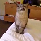 Sneezy kitty