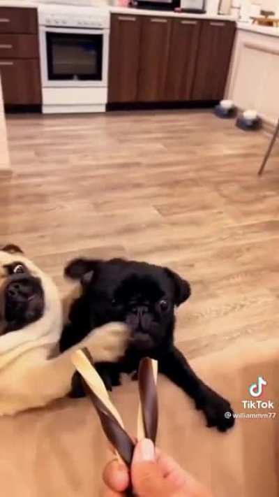 Gotta fight for the snicky snacks 🐾