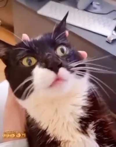 Automated Cat