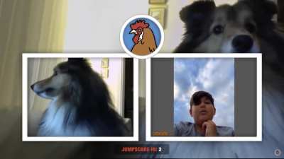 cute dog
